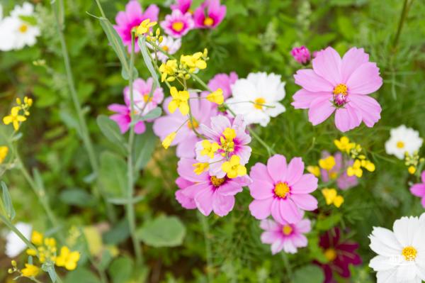 光明油菜花