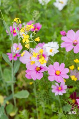 光明油菜花
