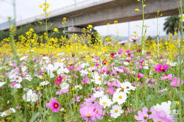 光明油菜花