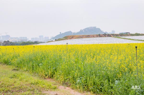 光明油菜花