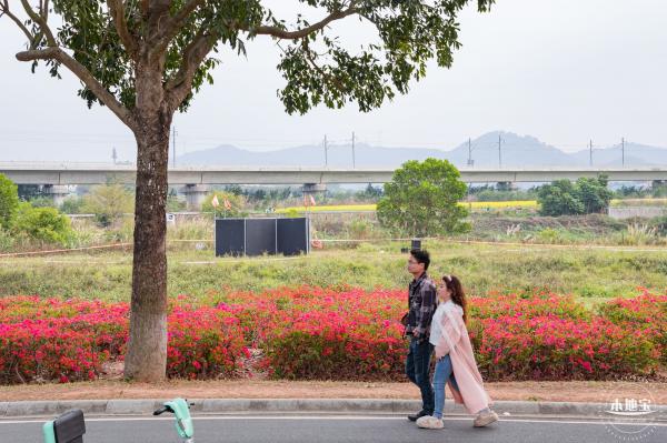 光明油菜花