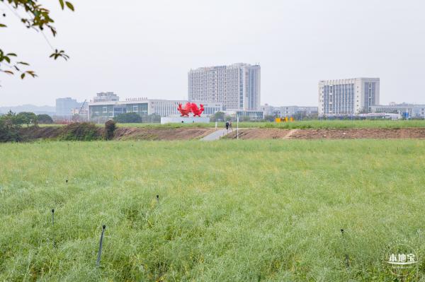 光明油菜花