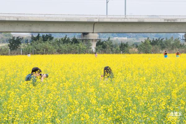 光明油菜花