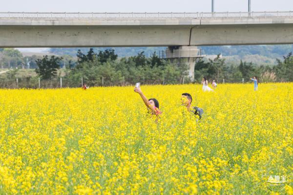 光明油菜花