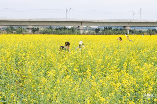 光明油菜花