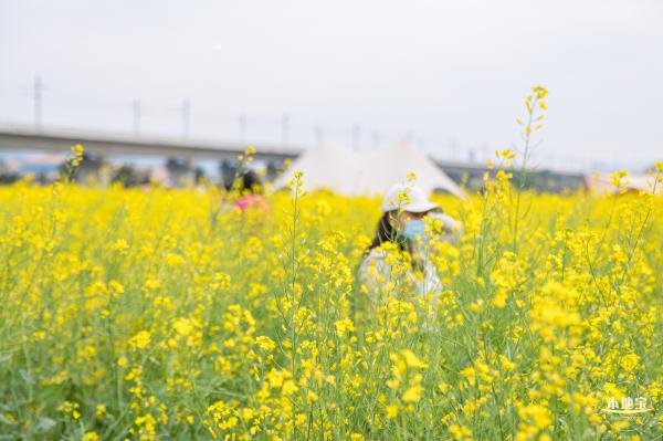 光明油菜花