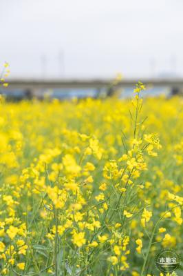 光明油菜花