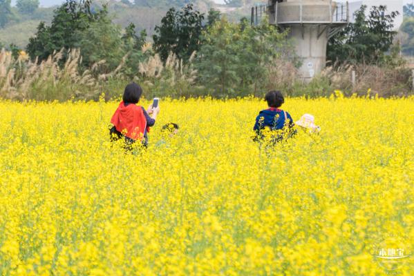 光明油菜花