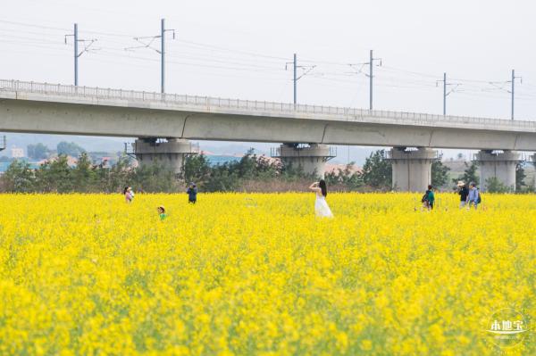 光明油菜花