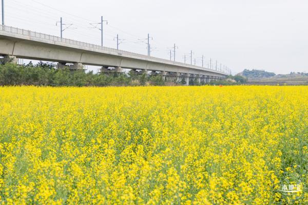 光明油菜花