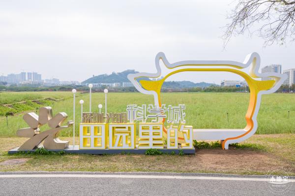 光明油菜花