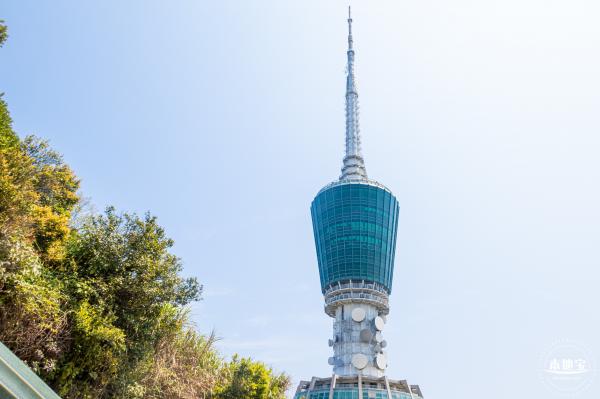 梧桐山毛棉杜鹃花会