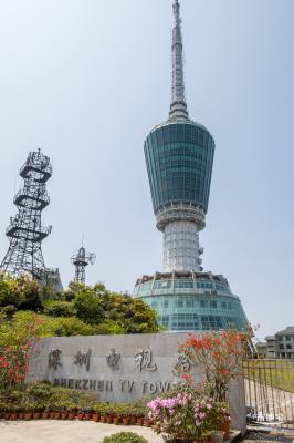 梧桐山毛棉杜鹃花会