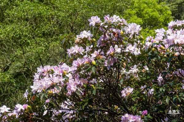 梧桐山毛棉杜鹃花会
