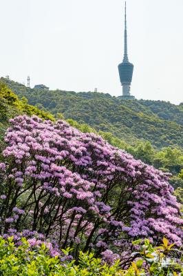 梧桐山毛棉杜鹃花会