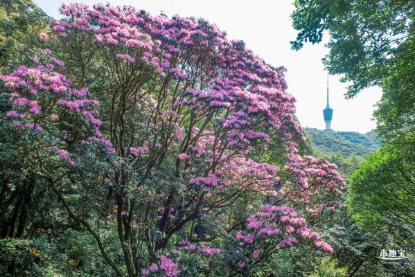梧桐山毛棉杜鹃花会