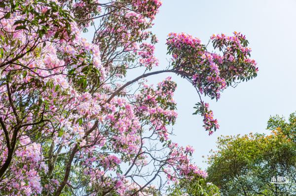 梧桐山毛棉杜鹃花会