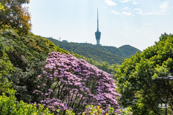 梧桐山毛棉杜鹃花会