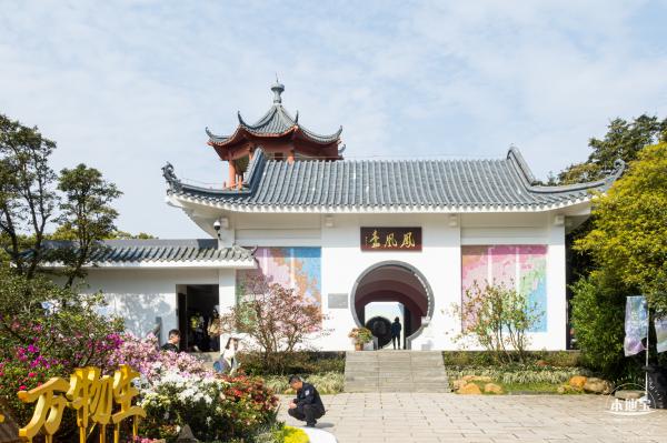 梧桐山毛棉杜鹃花会