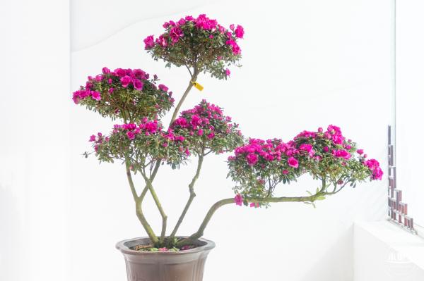 梧桐山毛棉杜鹃花会