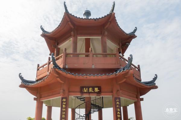 梧桐山毛棉杜鹃花会