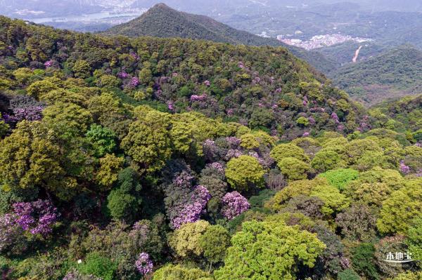 梧桐山毛棉杜鹃花会