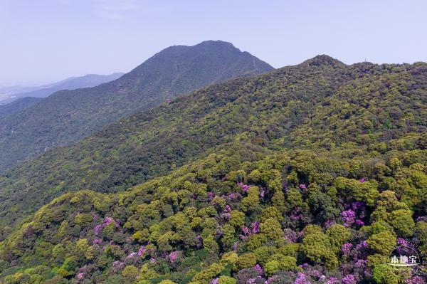 梧桐山毛棉杜鹃花会