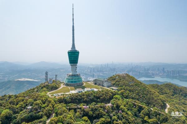 梧桐山毛棉杜鹃花会