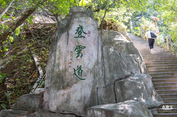 梧桐山毛棉杜鹃花会