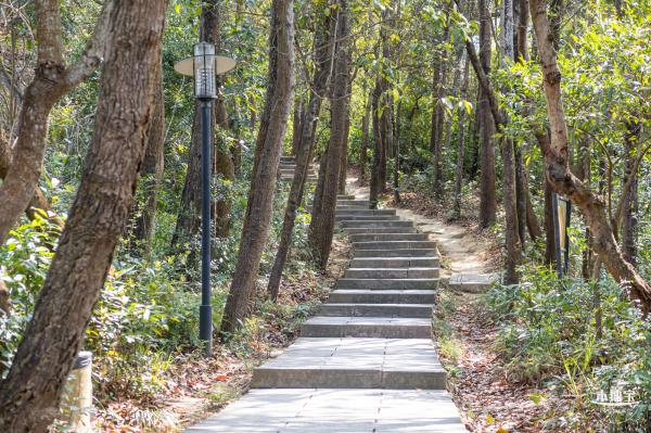 梧桐山毛棉杜鹃花会