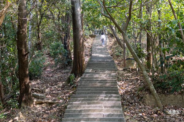 梧桐山毛棉杜鹃花会