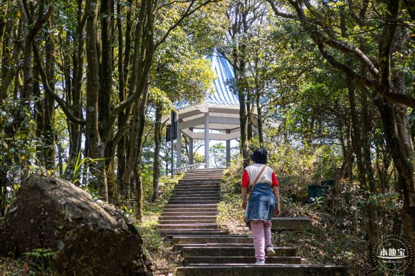 梧桐山毛棉杜鹃花会