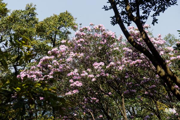 梧桐山毛棉杜鹃花会