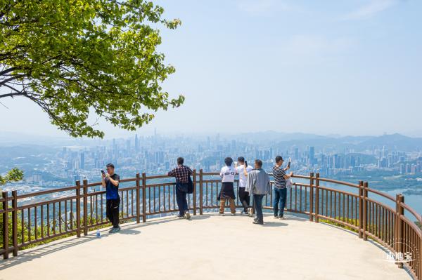 梧桐山毛棉杜鹃花会