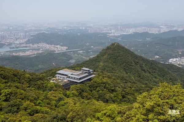 梧桐山毛棉杜鹃花会