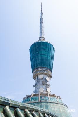 梧桐山毛棉杜鹃花会