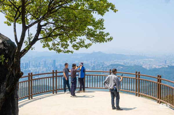 梧桐山毛棉杜鹃花会