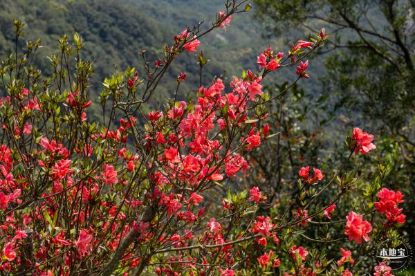 梧桐山毛棉杜鹃花会
