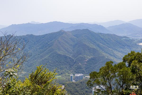 梧桐山毛棉杜鹃花会