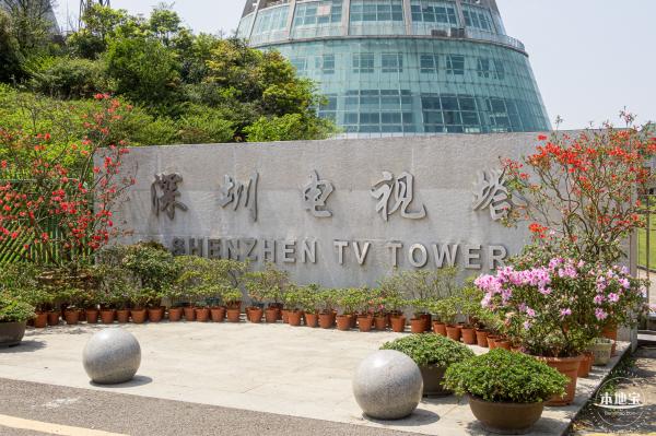 梧桐山毛棉杜鹃花会