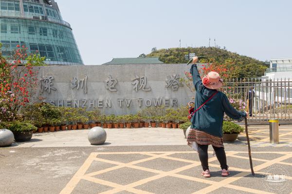 梧桐山毛棉杜鹃花会
