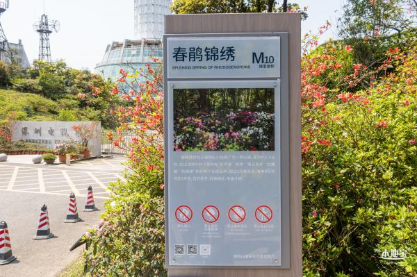 梧桐山毛棉杜鹃花会