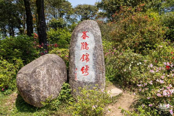 梧桐山毛棉杜鹃花会