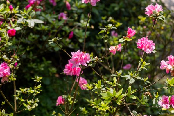 梧桐山毛棉杜鹃花会