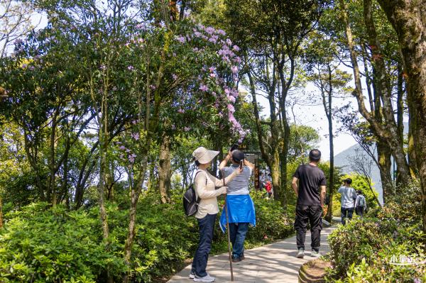 梧桐山毛棉杜鹃花会