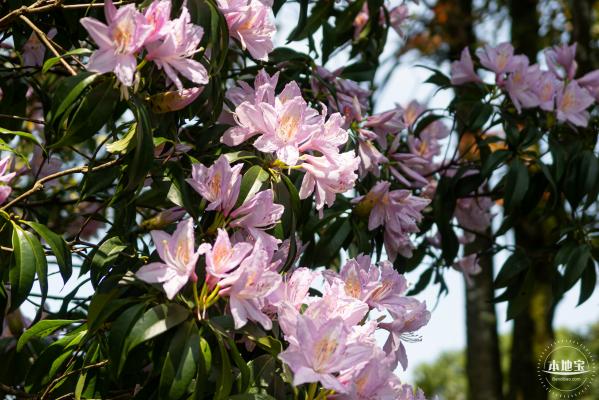 梧桐山毛棉杜鹃花会