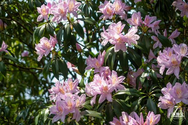 梧桐山毛棉杜鹃花会