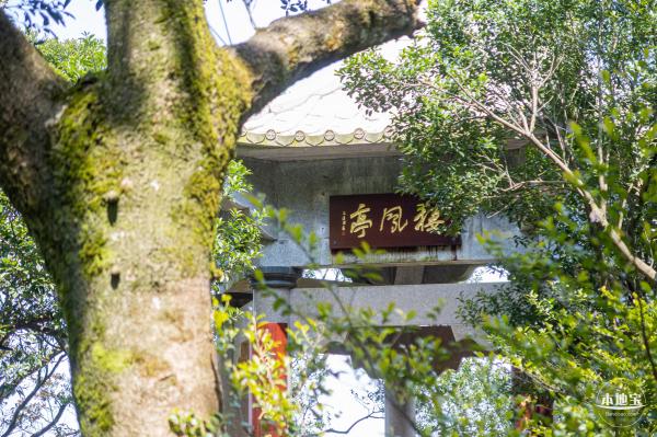 梧桐山毛棉杜鹃花会