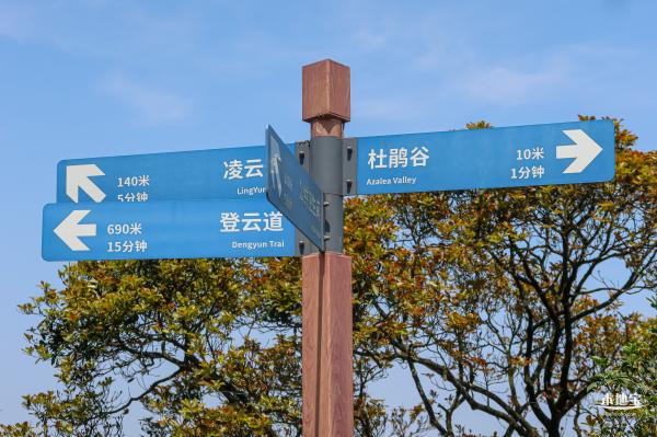 梧桐山毛棉杜鹃花会