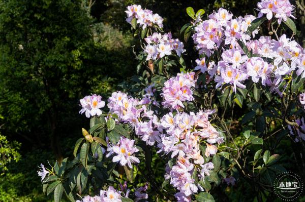 梧桐山毛棉杜鹃花会